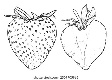 Strawberry fruit on white background isolated. Vector illustration line art drawing. Botanical hand drawn element.
