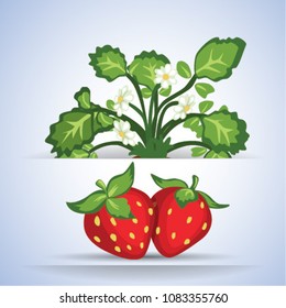 Strawberry fruit plant vector illustration