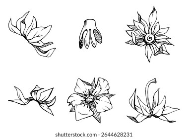 Strawberry fruit receptacle seed pod torus cluster petals leaves on stem, hand drawn in vector ink, forest cloudberry dewberry boysenberry mulberry loganberry. Botanical isolated element illustration