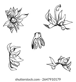 Frutos de morango receptáculo semente vagem torus aglomerado pétalas folhas no caule, floresta pineberry strasberry snakeberry. Ilustração de elemento isolado botânico desenhada à mão em tinta vetorial. Rascunho do cartaz
