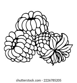 Strawberry fruit sketch Vector illustration isolated on white background