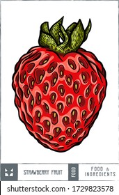 Fruto de fresa Ilustración vectorial - Dibujo manual