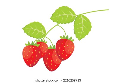 Fresa. Vector de frutales de fresa. Ilustración de frutos rojos de plantas tropicales