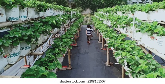 the strawberry garden is spacious, the children can run and play in the garden
