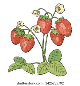 Strawberry graphic bush color isolated sketch illustration vector