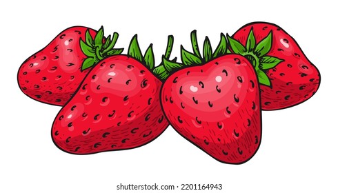Strawberry group handdrawn. Whole ripe mellow wild forest red berry. Tasty sweet fruit farm fresh eco food. Juicy strawberries clip art for market poster print, patch, sticker, jam labels, price tag