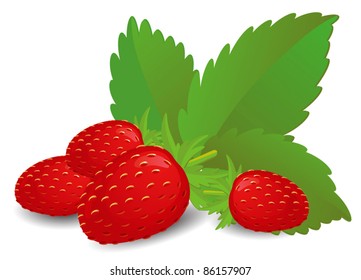 strawberry group isolated on white background, vector