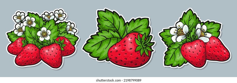 Strawberry group sticker set. Labels with realistic handdrawn berries flowers and leaves. Farmers market badges for organic fruit product packaging, canned jam marmalade juice fresh. Healthy food tag