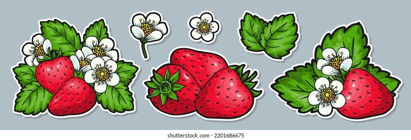 Strawberry group sticker set. Labels with realistic handdrawn berries flowers and leaves. Farmers market badges for organic fruit product packaging, canned jam marmalade juice fresh. Healthy food tag