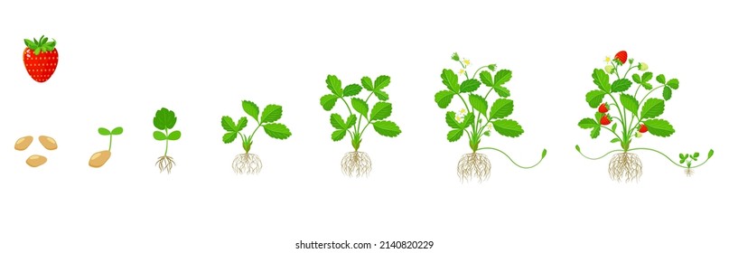 Strawberry growth cycle. Stages of growing fruit plants from germination to maturity.