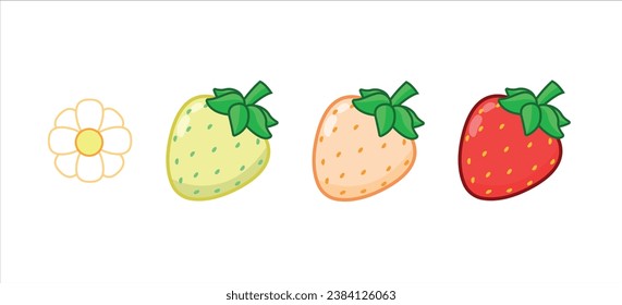 Strawberry growth sequence. Set of strawberries. Flower, green, and ripe.