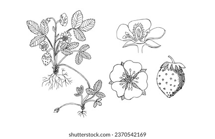 STRAWBERRY HAND DRAW VECTOR ILLUSTRATION ,PLANTS , FLOWER AND FRUIT , A BOTANICAL SKETCH ON WHITE BACKGROUND FOR DIFFERENT DESIGN USES LIKE CARD, BOTANICAL BOOK , AND OTHER COMERCIAL USES