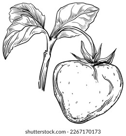 Strawberry hand drawing vintage clip art. berries logo or tattoo highly detailed in line art style concept. Black and white isolated. Antique vintage engraving illustration for emblem
