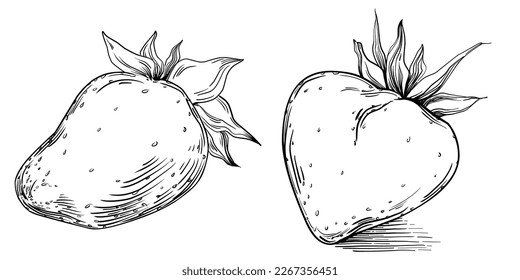 Strawberry hand drawing vintage clip art. berries logo or tattoo highly detailed in line art style concept. Black and white isolated. Antique vintage engraving illustration for emblem