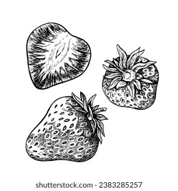 Strawberry, hand drawn black and white graphic vector illustration. Isolated on a white background. For labels, printed materials. For designer packaging, banners and menus, cards, textiles and poster