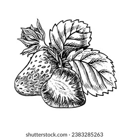 Strawberry, hand drawn black and white graphic vector illustration. Isolated on a white background. For labels, printed materials. For designer packaging, banners and menus, cards, textiles and poster