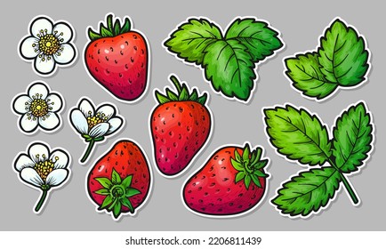 Conjunto de stickers de elementos dibujados a mano de fresa. Flores y hojas de bayas rojas enteras realistas. Alimentos dulces frescos y saludables. Granjeros de caricaturas comercializan parches para la impresión de tarjetas, pasadores de insignias, etiqueta scrapbooking