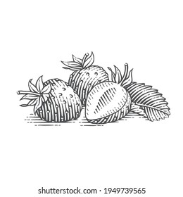 Strawberry. Hand Drawn Engraving Style Vector Illustration.