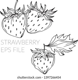 Strawberry hand drawn fruit in doodle style. Botanical doodle black and white plant. Isolated vector strawberry illustration element