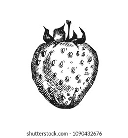 Strawberry. Hand drawn fruit isolated on white. Can be used for vegan products, brochures, banner, restaurant menu, farmers market and organic food store