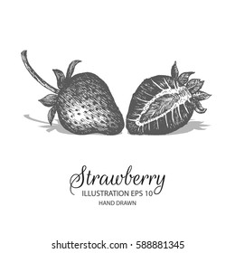 Strawberry hand drawn illustration by ink and pen sketch. Isolated vector elements design for fruit and vegetable products and health care goods.