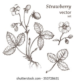 Strawberry.  Hand drawn illustration. Wild berries set.