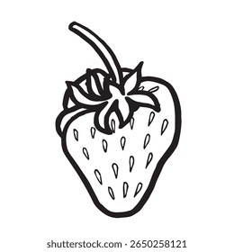 Strawberry hand drawn isolated vector illustration for food product desing. Fresh garden berries black and white sketch, organic healthy food. Summer fruit in line art style for cosmetic and textile.