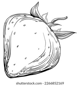 Strawberry Hand drawn outline with transparent background. Vector
