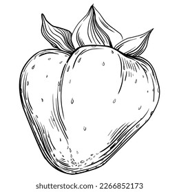 Strawberry Hand drawn outline with transparent background. Vector