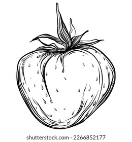 Strawberry Hand drawn outline with transparent background. Vector