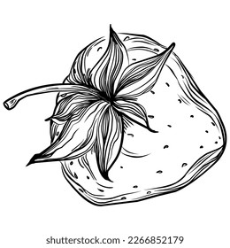 Strawberry Hand drawn outline with transparent background. Vector