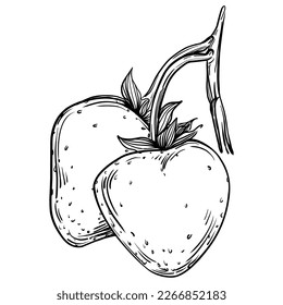Strawberry Hand drawn outline with transparent background. Vector