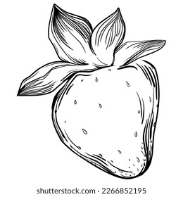 Strawberry Hand drawn outline with transparent background. Vector