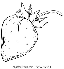 Strawberry Hand drawn outline with transparent background. Vector