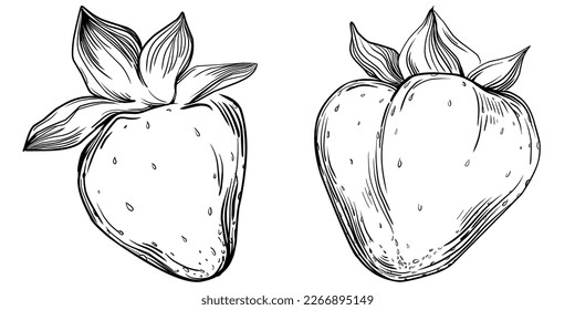 Strawberry Hand drawn outline with transparent background. Vector