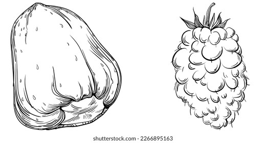 Strawberry Hand drawn outline with transparent background. Vector