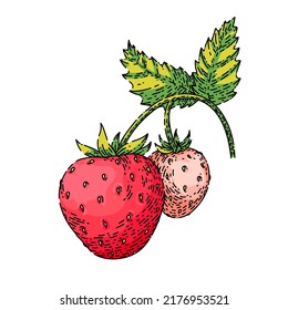 strawberry hand drawn vector. cut red berry, ripe dessert, healthy juice strawberry sketch. isolated color illustration