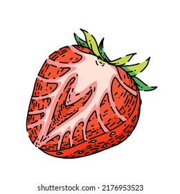 strawberry hand drawn vector. cut red berry, sweet dessert, healthy juice strawberry sketch. isolated color illustration