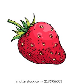 strawberry hand drawn vector. cut red berry, sweet ripe , healthy juice strawberry sketch. isolated color illustration