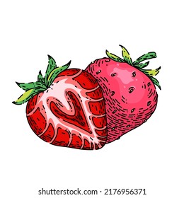 strawberry hand drawn vector. cut red berry, sweet ripe dessert, healthy strawberry sketch. isolated color illustration