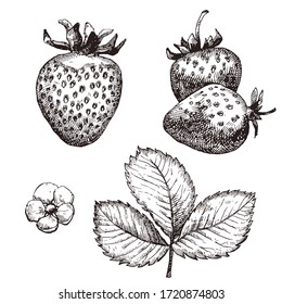 Strawberry hand drawn vector illustration