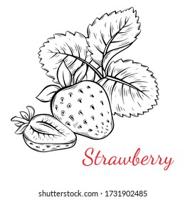 Strawberry hand drawn vector illustration. Sketch style drawing isolated on white background with leaf. Organic vegetarian object for menu, label, recipe, product packaging