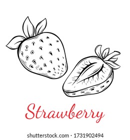 Ilustración vectorial dibujada a mano de fresa. Dibujo de estilo de esbozo aislado en fondo blanco. Objeto vegetariano orgánico para menú, etiqueta, receta, envasado de productos