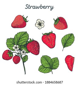 Strawberry hand drawn vector illustration. Colorful Strawberries. Vector illustration. 