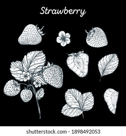 Strawberry hand drawn vector illustration. Strawberries sketch. Vector illustration. Black and white.