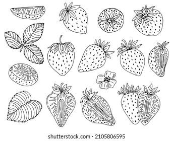 Strawberry hand drawn vector illustration. Strawberries sketch. Vector illustration. Black and white.