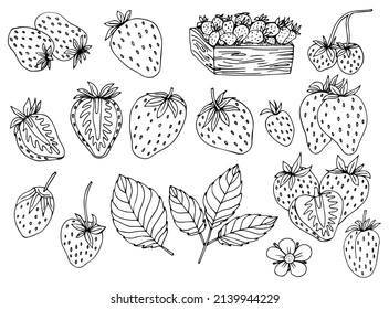 Strawberry hand drawn vector illustration. Strawberries sketch. Vector illustration. Black and white.