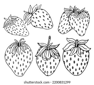 Strawberry hand drawn vector illustration. Strawberries sketch. Vector illustration. Black and white.