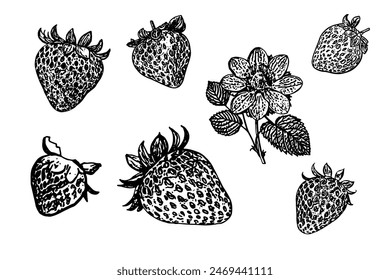 Ilustración vectorial de fresa dibujada a mano. Boceto de fresas. Ilustración vectorial. Blanco y negro.