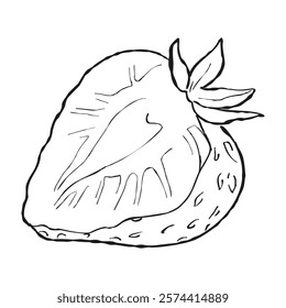 Strawberry hand drawn vector illustration. Strawberries sketch. Vector illustration. 